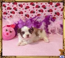 mixed breed puppy posted by little paws kennel